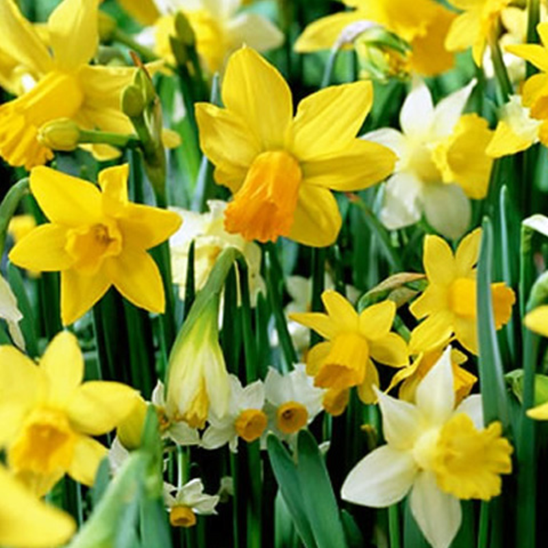 Mixed Daffodil Bulbs | Buy Online | Boston Seeds